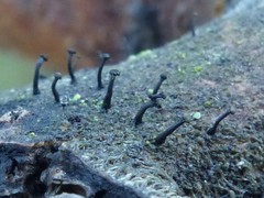 Phaeocalicium curtisii