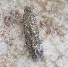 Pelochrista comatulana