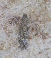 Pelochrista comatulana