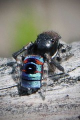 Maratus karrie