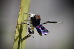 Maratus karrie
