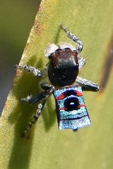 Maratus karrie