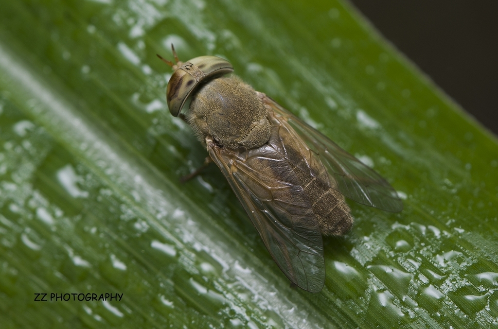 Atylotus pallitarsis