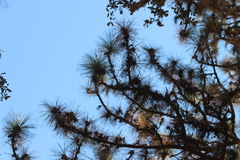 Pinus coulteri