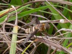 Exoprosopa brevirostris