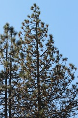 Pinus coulteri