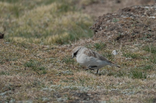 White-rumped Snowfinch