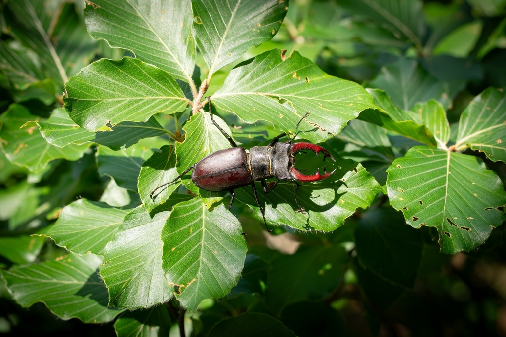 European Stag Beetle (Lucanus cervus)