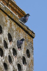 Columba livia domestica