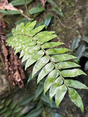 Lomagramma sinuata observed 2025-04-20