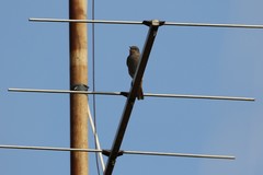 Phoenicurus ochruros