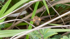 Exoprosopa brevirostris