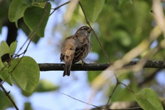 Passer domesticus