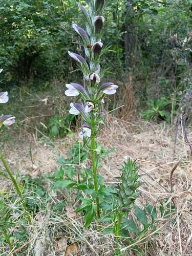 Balkan bear's breeches (Acanthus hungaricus)