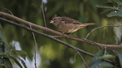 Passer domesticus