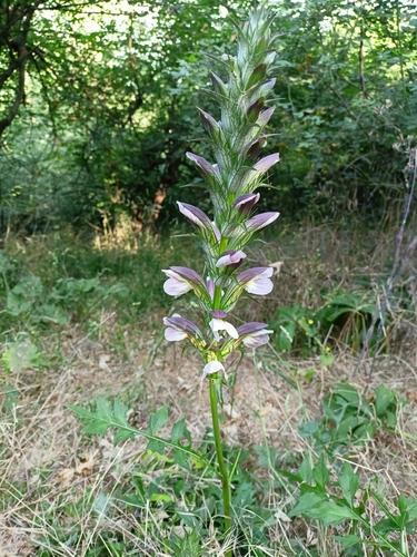 Acanthus hungaricus, photograph 3