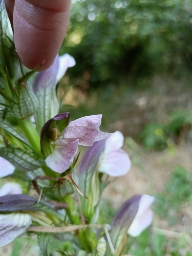 Acanthus hungaricus, photograph 4