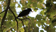 Turdus merula