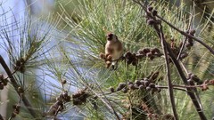 Carduelis carduelis