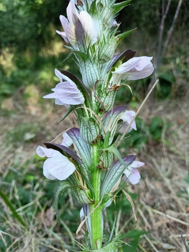 Acanthus hungaricus, photograph 5
