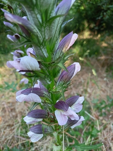 Acanthus hungaricus, photograph 6