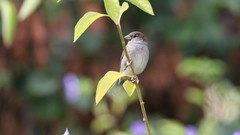 Passer domesticus