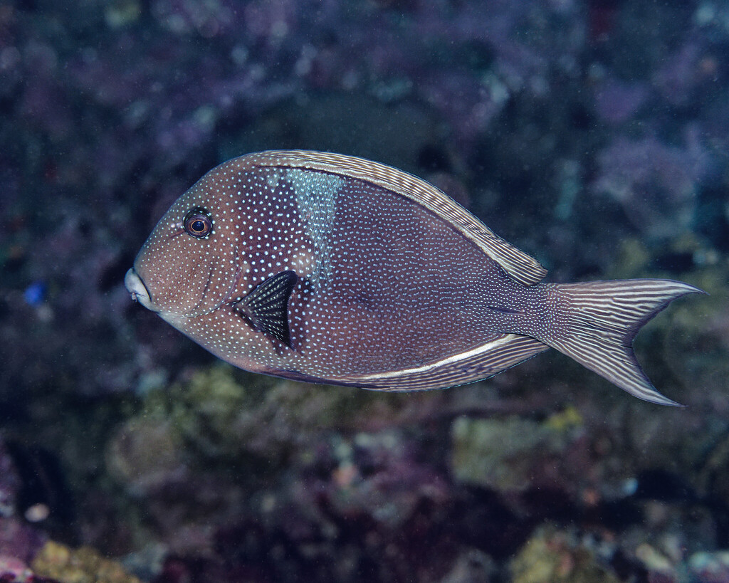 Bluespotted Surgeonfish