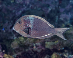 Bluespotted Surgeonfish photo 1