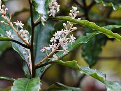 Quintinia serrata