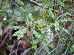 Quintinia serrata
