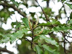 Quintinia serrata
