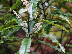 Quintinia serrata