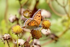 Lycaena panava