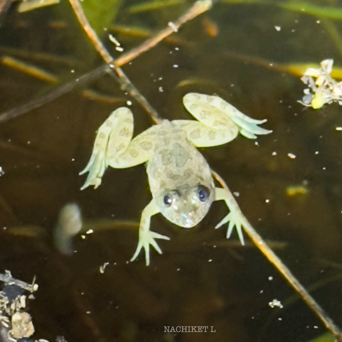 Indian Skipper Frog