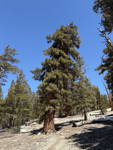 Foxtail pine