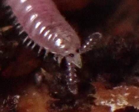Rhinotus purpureus, photo 4 of 10