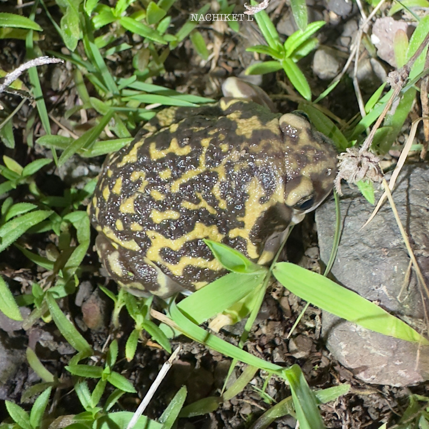 Marbled Balloon Frog