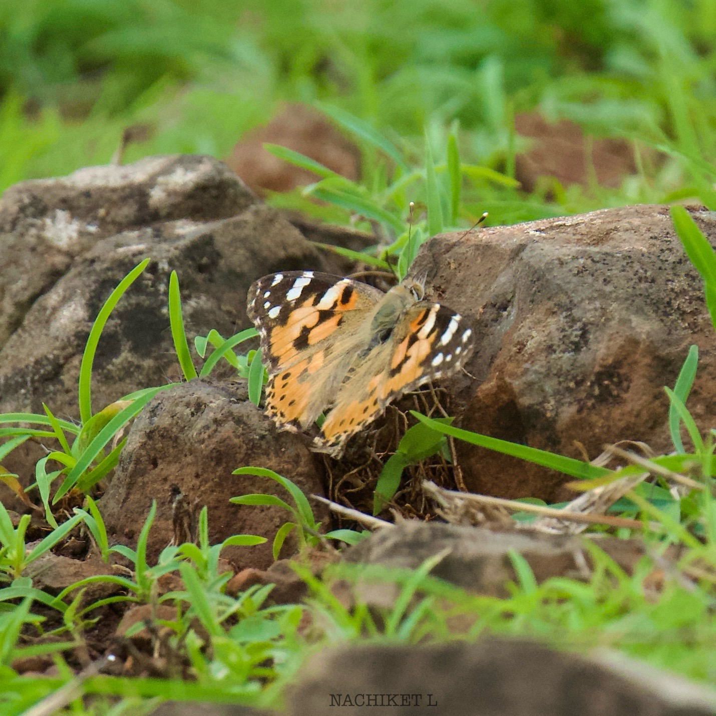 Painted Lady