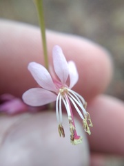 Oenothera podocarpa