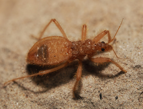 Reduvius sonoraensis