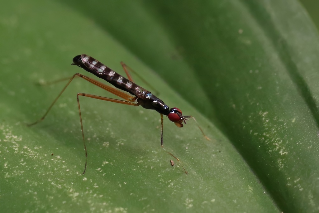 Eurybata hexapla