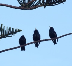 Sturnus unicolor