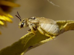 Vestitohalictus