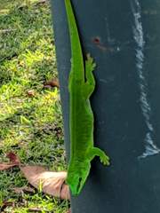 Phelsuma grandis