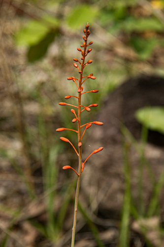 Aloe ballii