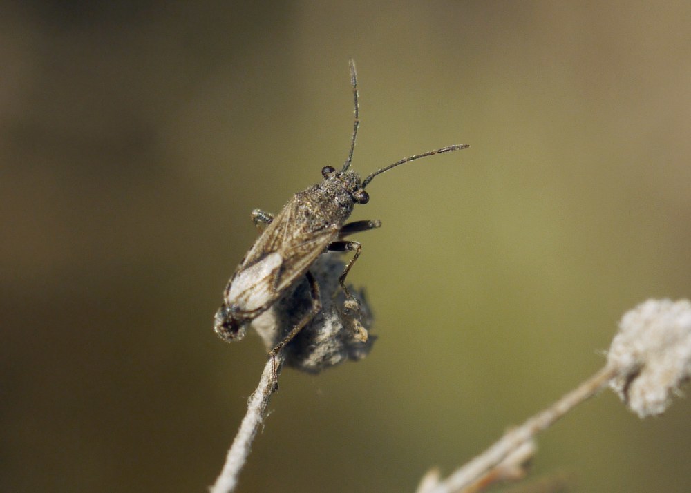 Ortholomus punctipennis