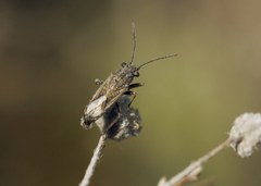 Ortholomus punctipennis