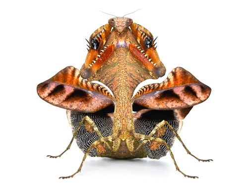 Deroplatys lobata Guerin-Meneville, 1838