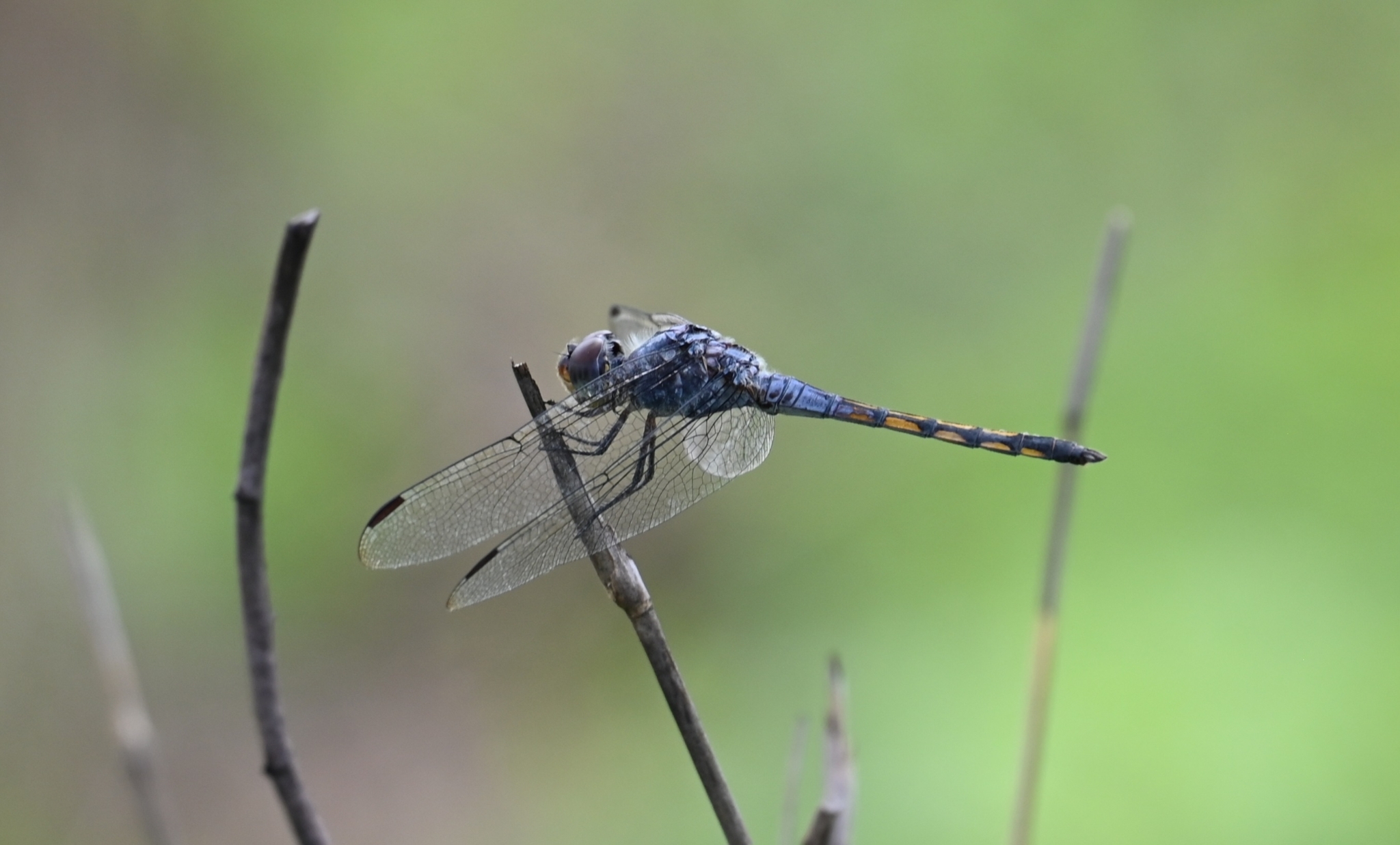 Yellow-Tailed Ashy Skimmer