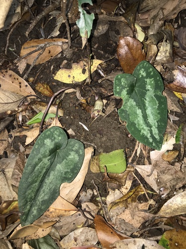 Asarum trigynum iNat (3)